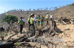 Đình chỉ công tác các cán bộ kiểm lâm trong vụ phá rừng ở Bình Định